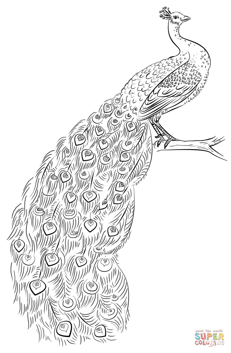 Peacock Coloring Page | Free Printable Coloring Pages | Mandalas - Free Printable Pencil Drawings