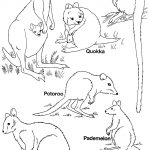 Pinruth Metka On Australia Unit | Australia For Kids, Australia   Free Printable Pictures Of Australian Animals