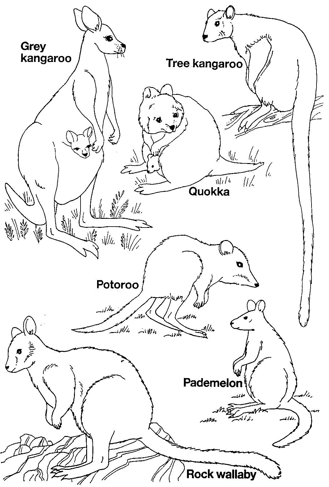 Pinruth Metka On Australia Unit | Australia For Kids, Australia - Free Printable Pictures Of Australian Animals