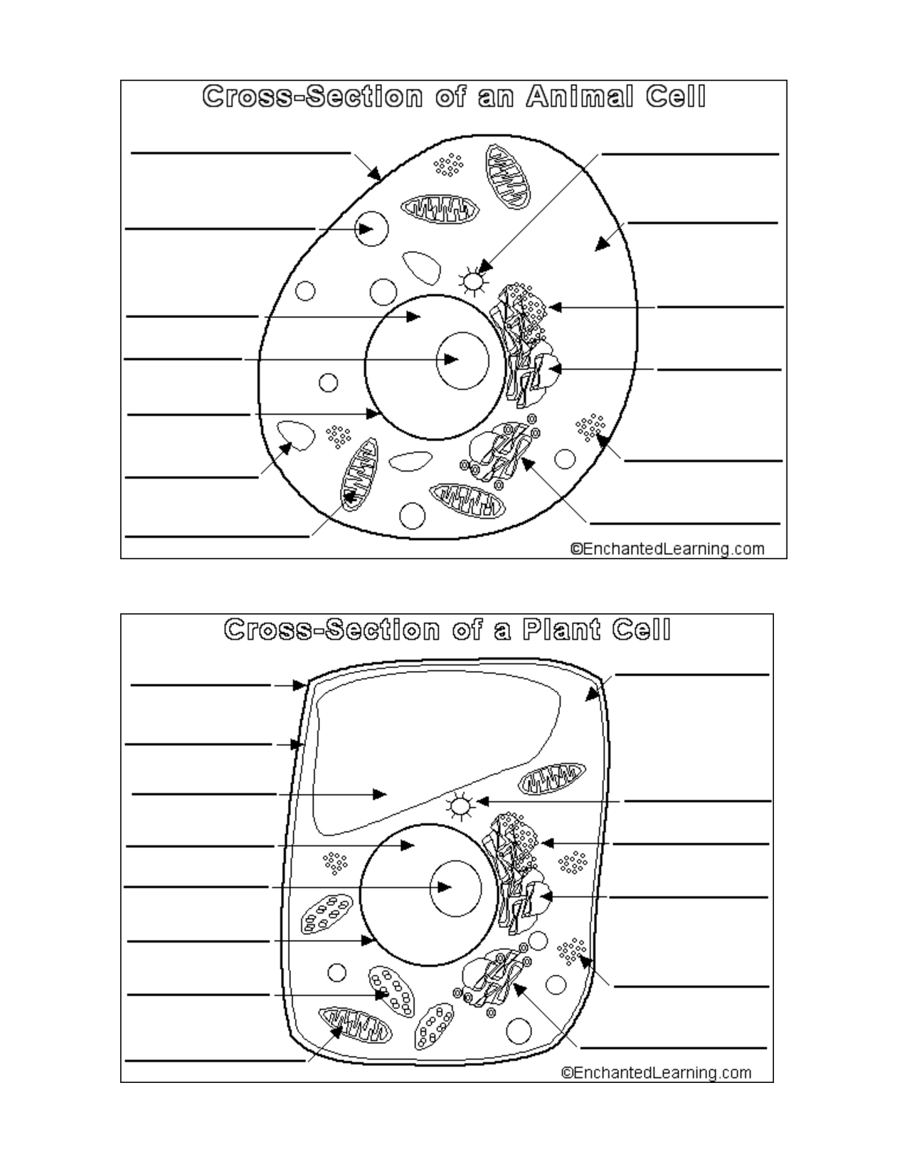 Plant And Animal Cell Worksheet - Siteraven - Free Printable Cell Worksheets