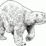 Polar Bears Coloring Pages | Free Coloring Pages   Polar Bear Printable Pictures Free