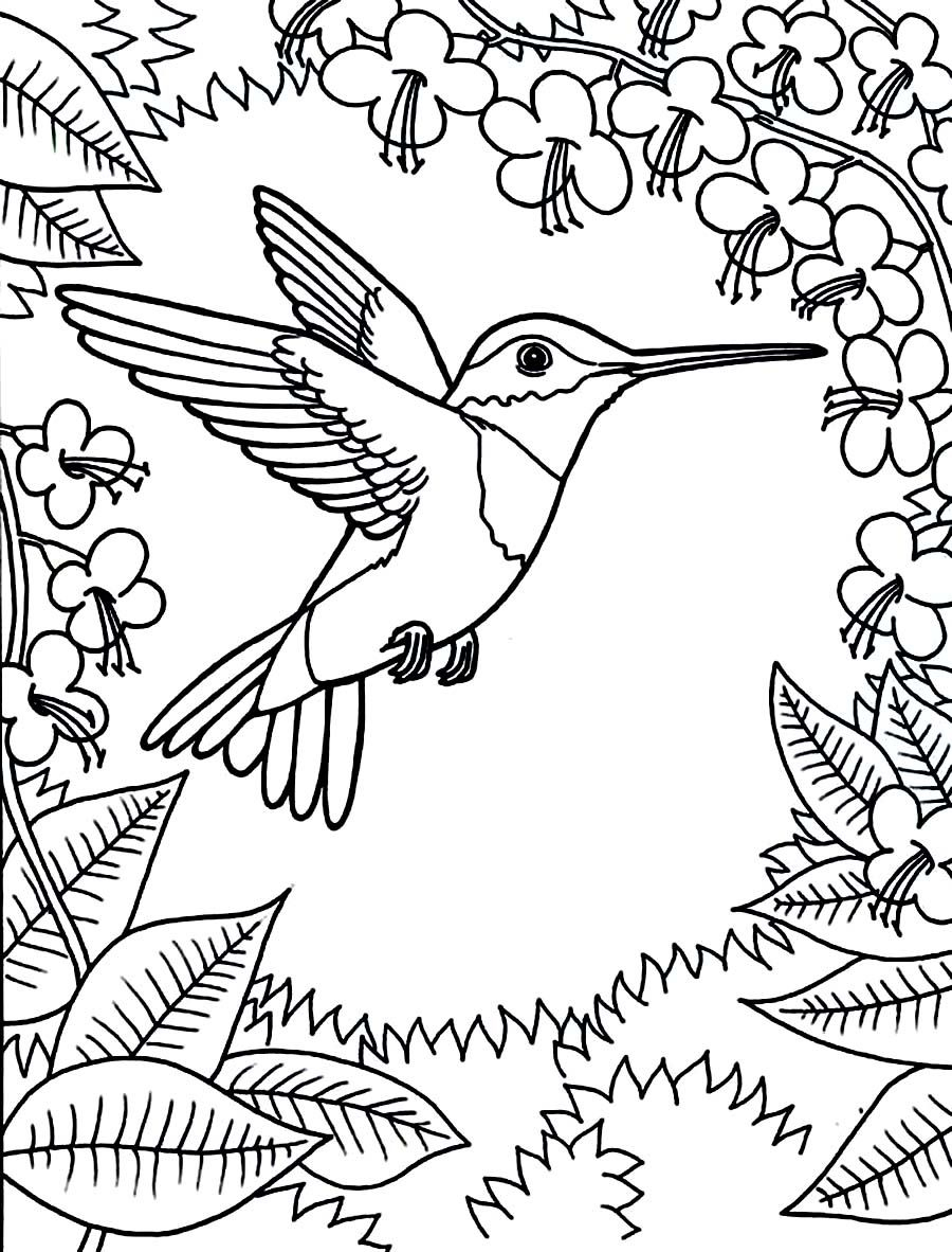 Printable Hummingbird Coloring Pages | Coloring: Animal Kingdom - Free Printable Pictures Of Hummingbirds