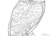 Printable Owl Coloring Page | Coloring Pages Owl (Birds &gt; Owl - Free Printable Owl Coloring Sheets