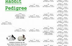 rabbit pedigree created using the easy rabbit pedigree generator free printable dog pedigree generator Rabbit Pedigree Created Using The Easy Rabbit Pedigree Generator - Free Printable Dog Pedigree Generator