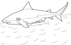 Sharks Coloring Pages Free Coloring Pages | Shark Coloring Pages - Free Printable Shark Coloring Pages