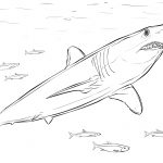 Shortfin Mako Shark Coloring Page | Free Printable Coloring Pages   Free Printable Shark Coloring Pages