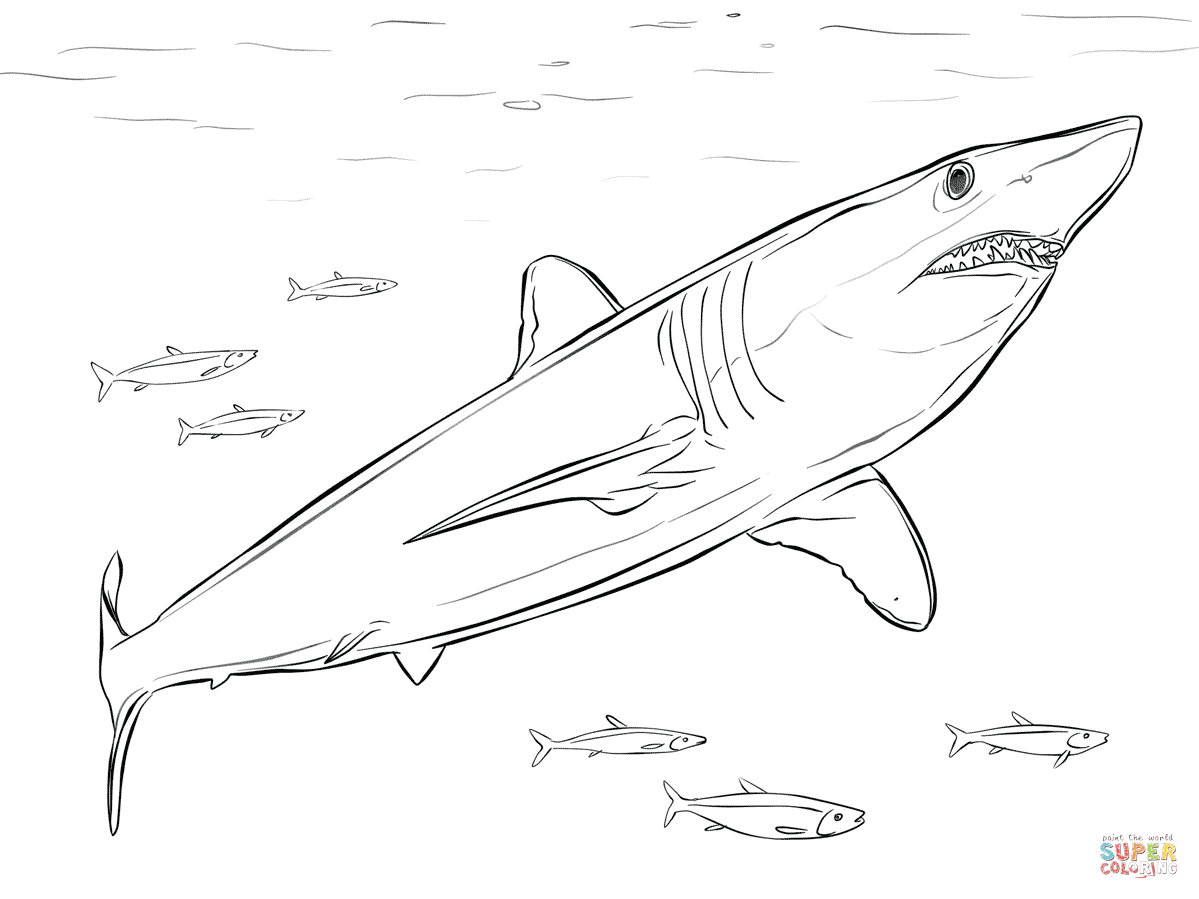 Shortfin Mako Shark Coloring Page | Free Printable Coloring Pages - Free Printable Shark Coloring Pages