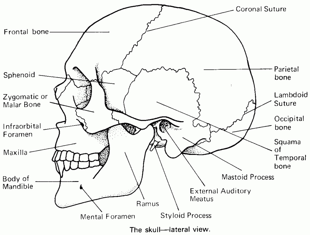 Skull Anatomy Coloring Pages Printable | Coloring For Kids 2018 - Free Anatomy Coloring Pages Printable