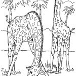 Wild Animal Coloring Pages | Animal Coloring Pages | Pinterest   Free Printable Wild Animal Coloring Pages