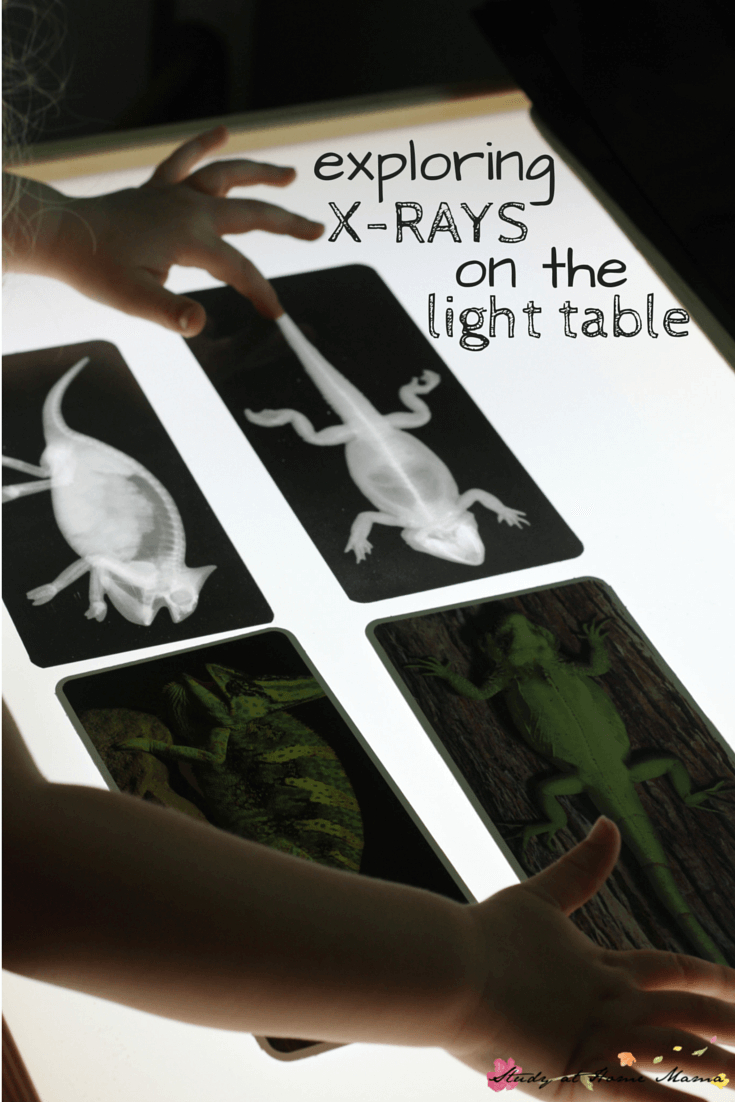 Zoology: Exploring X-Rays On The Light Table ⋆ Sugar, Spice And Glitter - Free Printable Animal X Rays